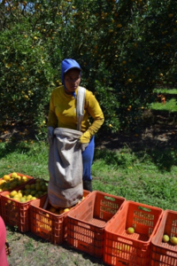 Oranger harvester. Photo by Maria Moraes (2017)